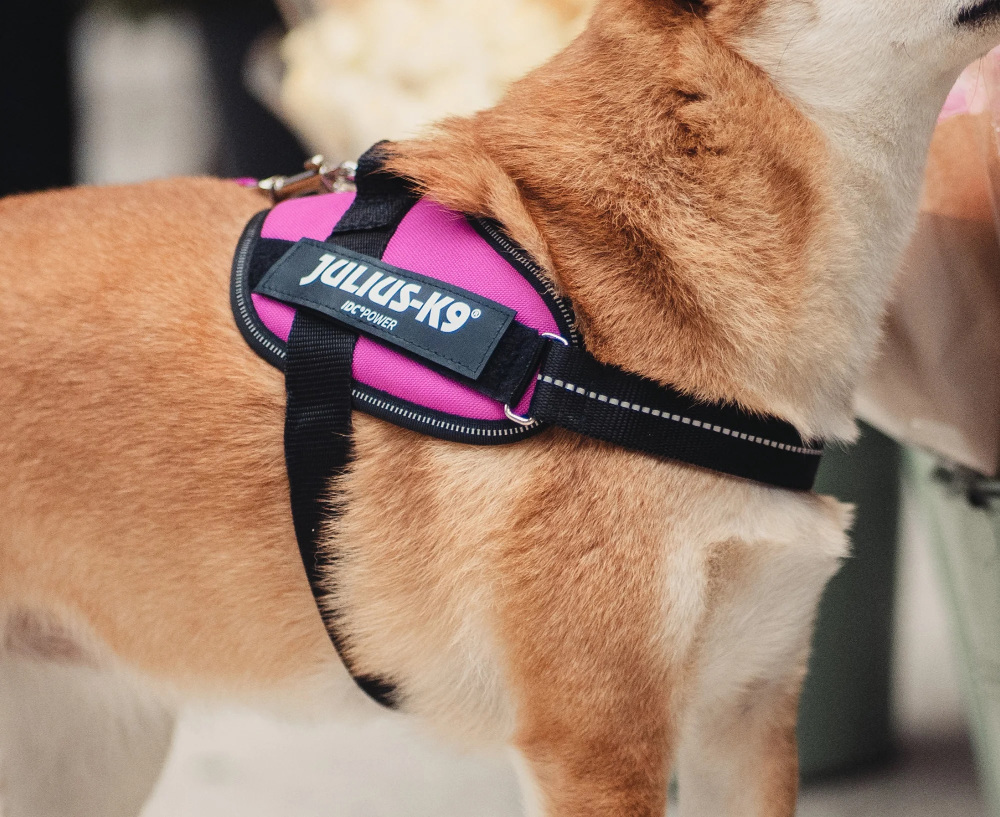 Szelki Julius K9 fuksja rozmiar 0 58-76cm IDC Power 14-25kg – zdjęcie 2