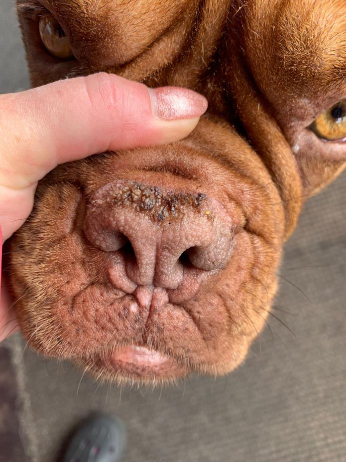 Pet Esthe Bio Nose Care Żel do pielęgnacji nosa 10 g na strupy i pękający nos – zdjęcie 2