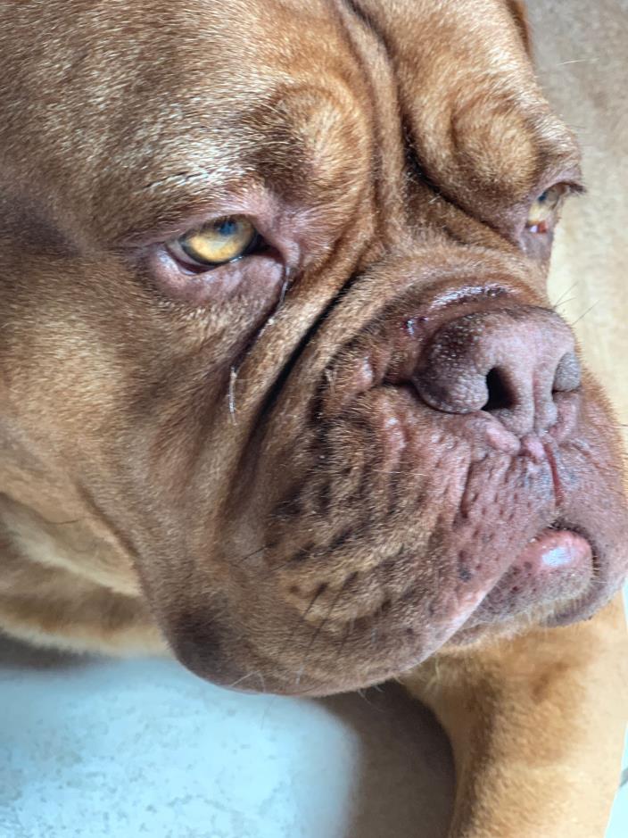 Pet Esthe Bio Nose Care Żel do pielęgnacji nosa 10 g na strupy i pękający nos – zdjęcie 3
