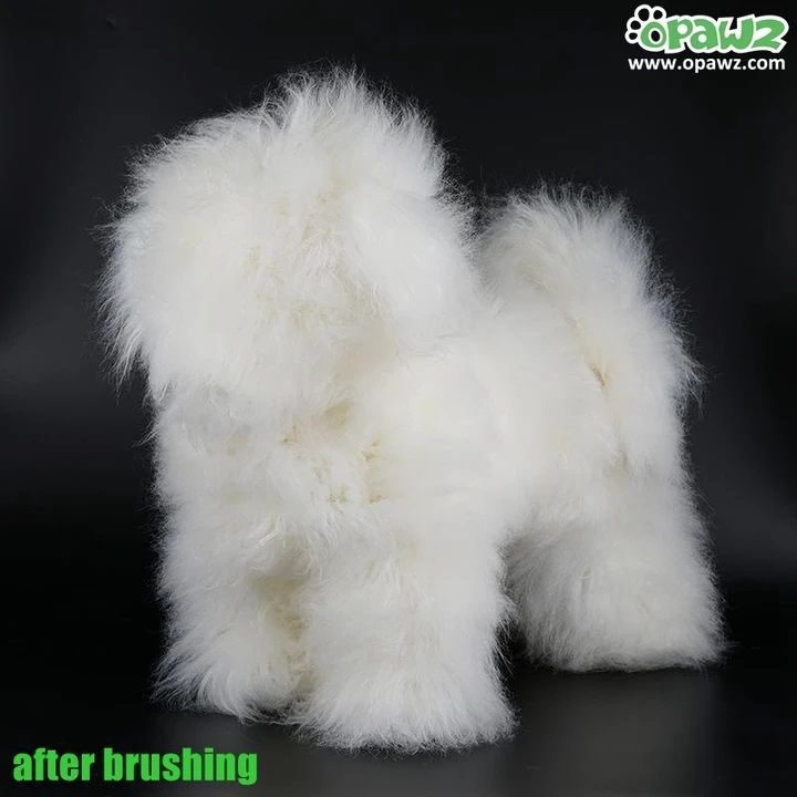 Włosy białe Bichon Opawz