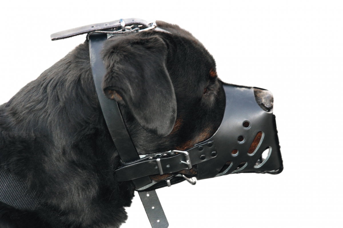 Skórzany kaganiec female dla suki rasy Rottweiler – zdjęcie 2